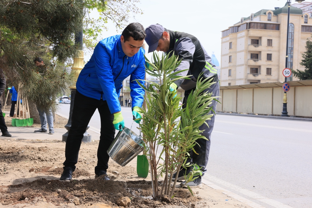 Paytaxtda zədələnən ağacların yerinə yeni ağaclar əkilir (FOTO)