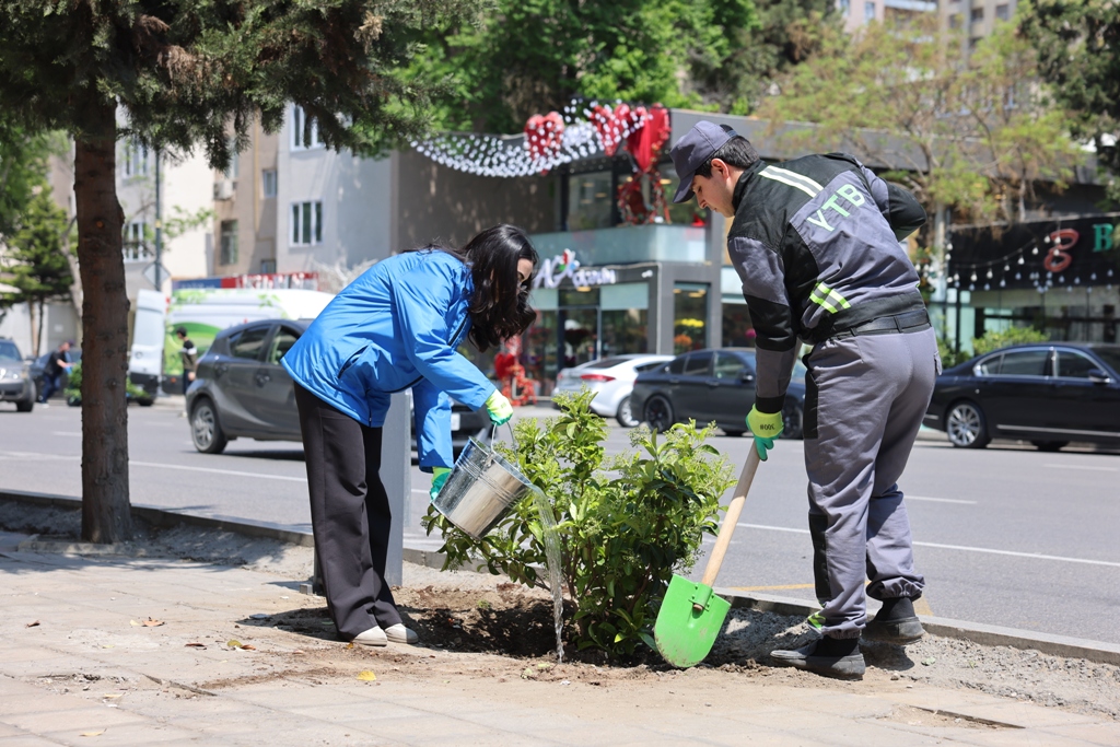 Paytaxtda zədələnən ağacların yerinə yeni ağaclar əkilir (FOTO)