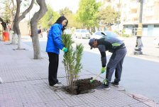 Paytaxtda zədələnən ağacların yerinə yeni ağaclar əkilir (FOTO)