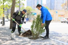 Paytaxtda zədələnən ağacların yerinə yeni ağaclar əkilir (FOTO)