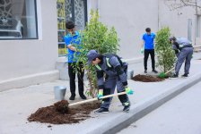 Paytaxtda zədələnən ağacların yerinə yeni ağaclar əkilir (FOTO)