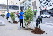 Paytaxtda zədələnən ağacların yerinə yeni ağaclar əkilir (FOTO)