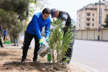 Paytaxtda zədələnən ağacların yerinə yeni ağaclar əkilir (FOTO)