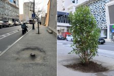 Paytaxtda zədələnən ağacların yerinə yeni ağaclar əkilir (FOTO)