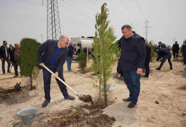 Ümummilli lider Heydər Əliyevin doğum günü münasibətilə ağacəkmə tədbiri keçirilib (FOTO)