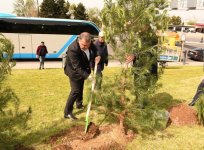 Paytaxtda növbəti ağacəkmə aksiyası keçirilib (FOTO)