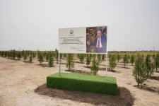 Ümummilli lider Heydər Əliyevin doğum günü münasibətilə ağacəkmə tədbiri keçirilib (FOTO)