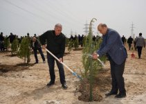 Ümummilli lider Heydər Əliyevin doğum günü münasibətilə ağacəkmə tədbiri keçirilib (FOTO)