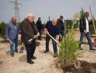 Ümummilli lider Heydər Əliyevin doğum günü münasibətilə ağacəkmə tədbiri keçirilib (FOTO)