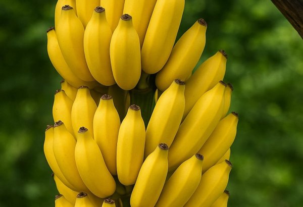 Azərbaycanın xaricdən banan idxalına çəkdiyi xərc 20%-ə yaxın artıb