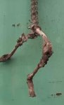 Ağdamda naməlum  heyvan skeleti tapılıb (FOTO)