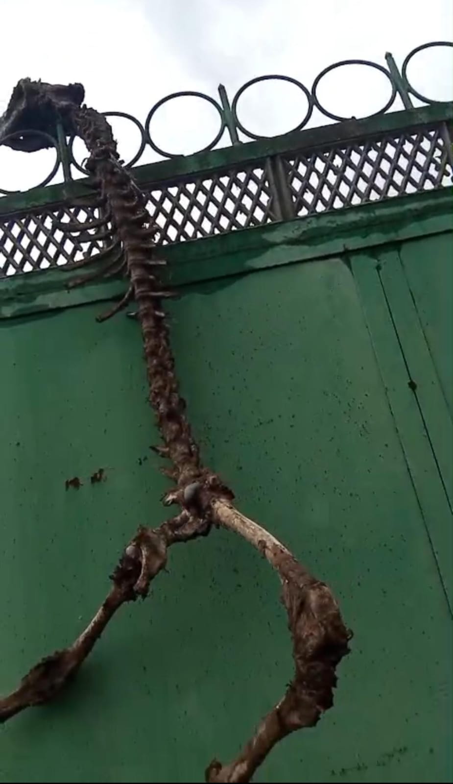 Ağdamda naməlum  heyvan skeleti tapılıb (FOTO)
