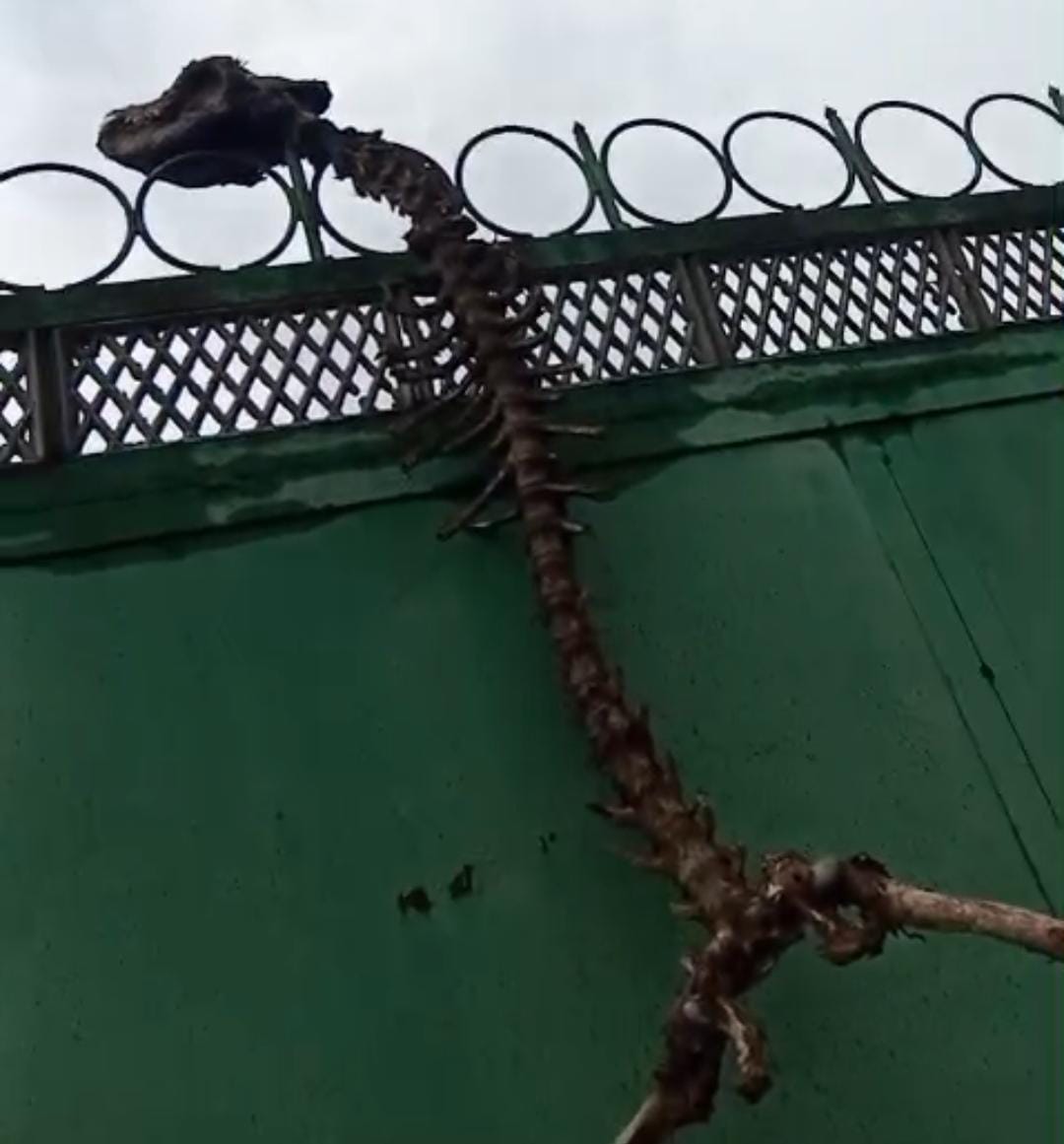 Ağdamda naməlum  heyvan skeleti tapılıb (FOTO)