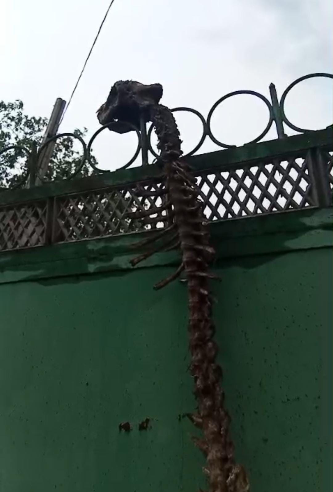 Ağdamda naməlum  heyvan skeleti tapılıb (FOTO)