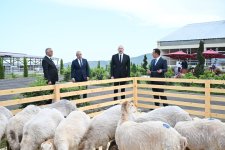 Prezident İlham Əliyev “Qoç Ət” Kəndli Fermer Təsərrüfatı MMC-nin Xocalının Xanabad kəndindəki heyvandarlıq kompleksinin açılışında iştirak edib (YENİLƏNİB) (FOTO)