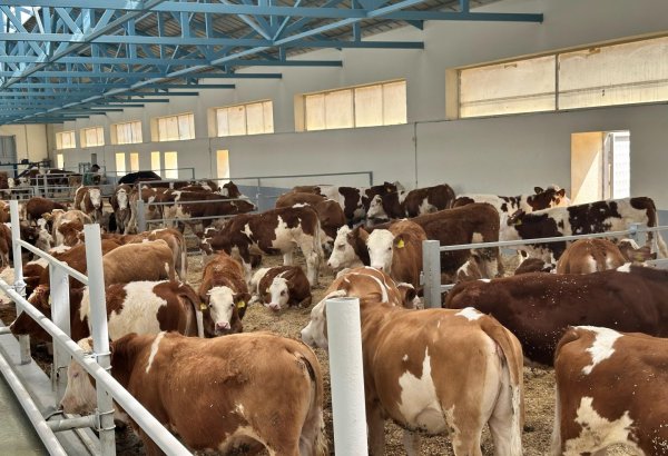 Xocalıdakı heyvandarlıq kompleksində istehsal olunan məhsullar xaricə də ixrac olunacaq (FOTO)