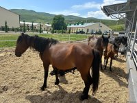 Xocalıdakı heyvandarlıq kompleksində istehsal olunan məhsullar xaricə də ixrac olunacaq (FOTO)