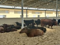 Xocalıdakı heyvandarlıq kompleksində istehsal olunan məhsullar xaricə də ixrac olunacaq (FOTO)