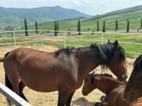 Xocalıdakı heyvandarlıq kompleksində istehsal olunan məhsullar xaricə də ixrac olunacaq (FOTO)