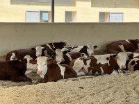 Xocalıdakı heyvandarlıq kompleksində istehsal olunan məhsullar xaricə də ixrac olunacaq (FOTO)