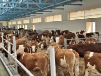 Xocalıdakı heyvandarlıq kompleksində istehsal olunan məhsullar xaricə də ixrac olunacaq (FOTO)