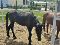 Xocalıdakı heyvandarlıq kompleksində istehsal olunan məhsullar xaricə də ixrac olunacaq (FOTO)