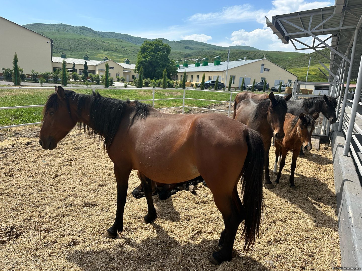 Xocalıdakı heyvandarlıq kompleksində istehsal olunan məhsullar xaricə də ixrac olunacaq (FOTO)