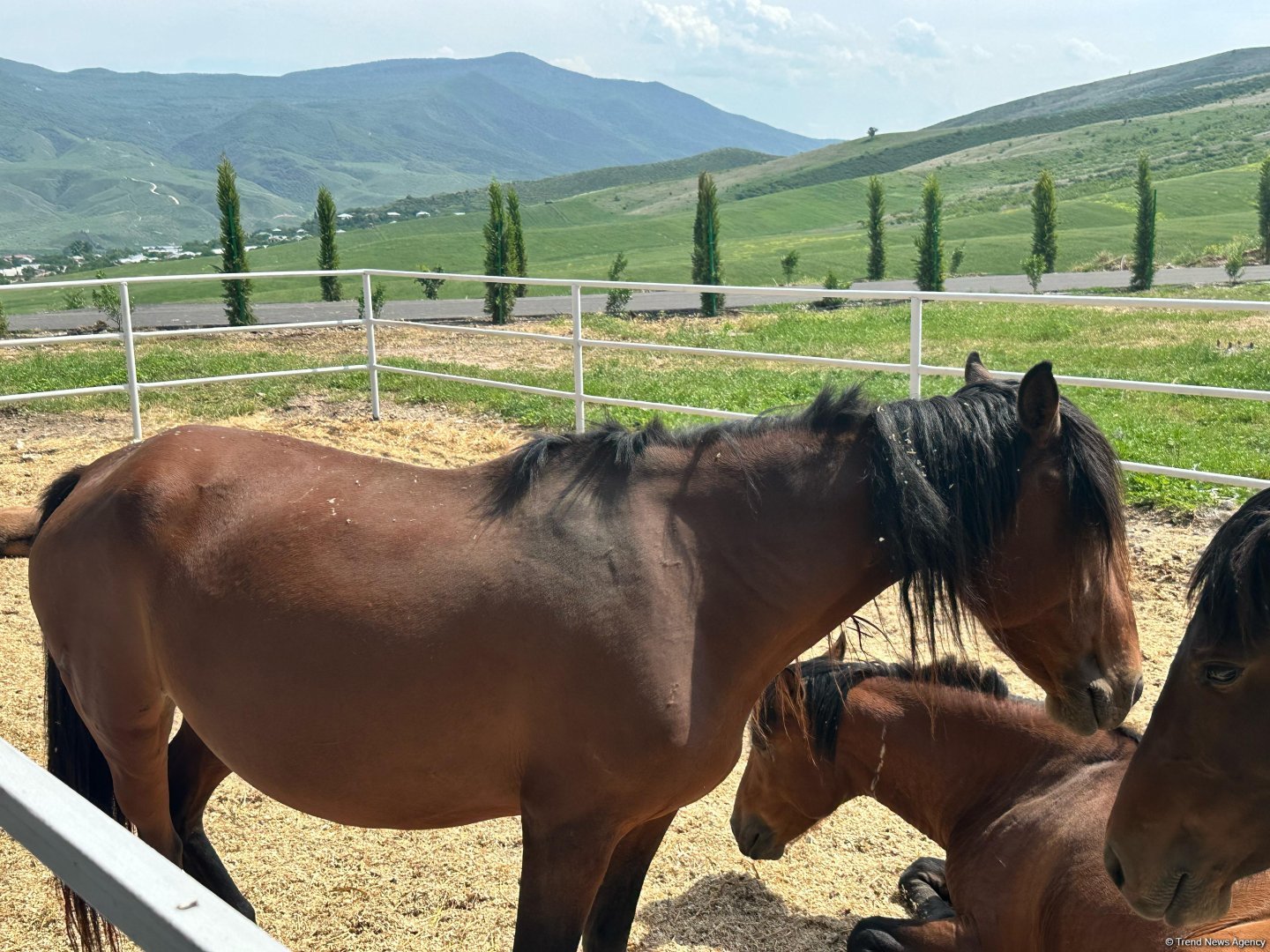 Xocalıdakı heyvandarlıq kompleksində istehsal olunan məhsullar xaricə də ixrac olunacaq (FOTO)