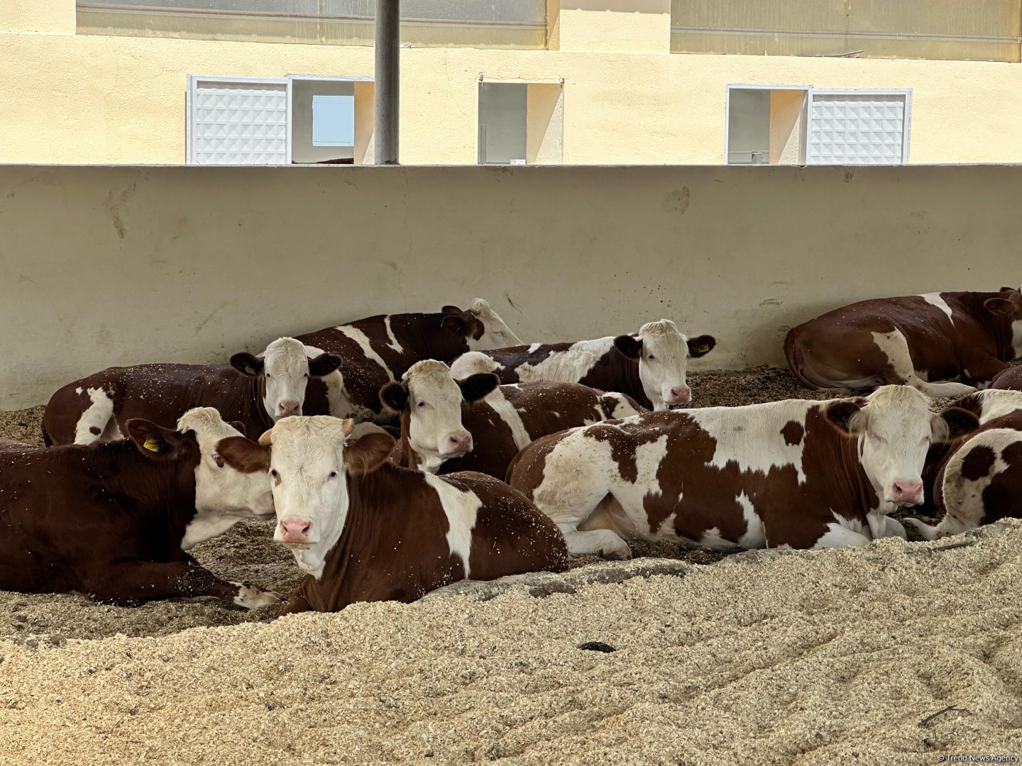 Xocalıdakı heyvandarlıq kompleksində istehsal olunan məhsullar xaricə də ixrac olunacaq (FOTO)