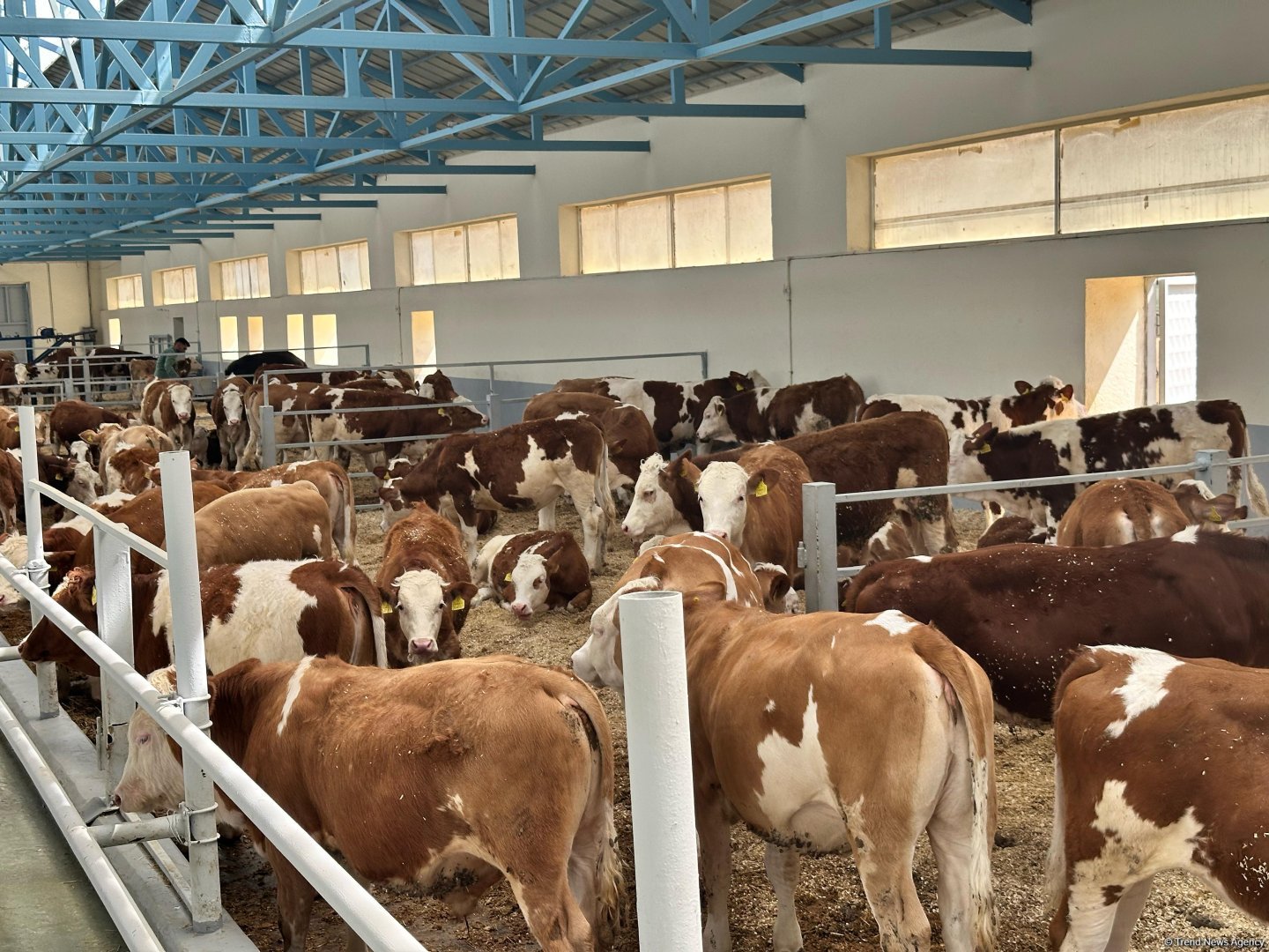 Xocalıdakı heyvandarlıq kompleksində istehsal olunan məhsullar xaricə də ixrac olunacaq (FOTO)