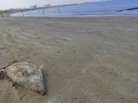 Pirşağı çimərliyində suiti cəsədləri aşkarlandı (FOTO)