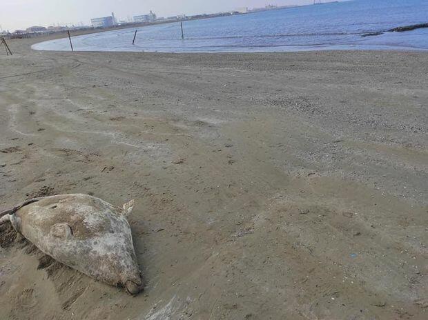 Pirşağı çimərliyində suiti cəsədləri aşkarlandı (FOTO)