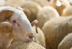 Qurban bayramı günlərində ətin qiymətində artım gözlənilir?