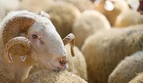 Qurban bayramı günlərində ətin qiymətində artım gözlənilir?