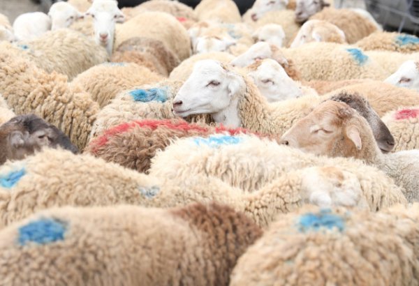 Bayramla bağlı 135 ünvanda qurbanlıq heyvanların satışı və kəsimi xidmətləri göstərilir (FOTO)