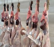 Bayramla bağlı 135 ünvanda qurbanlıq heyvanların satışı və kəsimi xidmətləri göstərilir (FOTO)