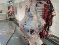 Bayramla bağlı 135 ünvanda qurbanlıq heyvanların satışı və kəsimi xidmətləri göstərilir (FOTO)