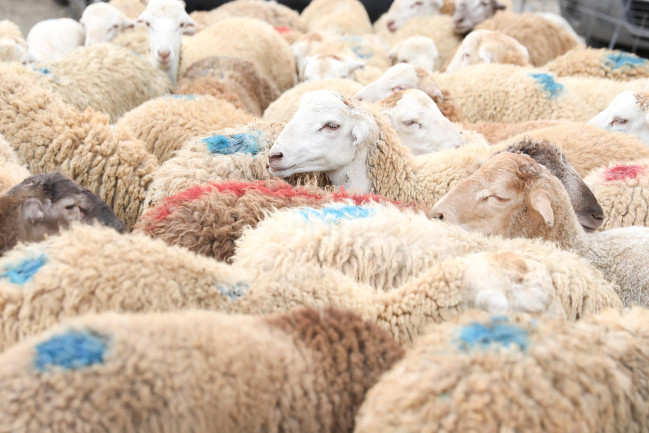 Bayramla bağlı 135 ünvanda qurbanlıq heyvanların satışı və kəsimi xidmətləri göstərilir (FOTO)