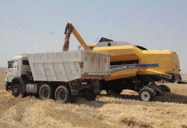 Azərbaycanda 400 tonadək arpa və buğda yığılıb