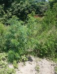 İsmayıllıda həyətində çətənə kolu yetişdirən şəxs tutulub (FOTO/VİDEO)