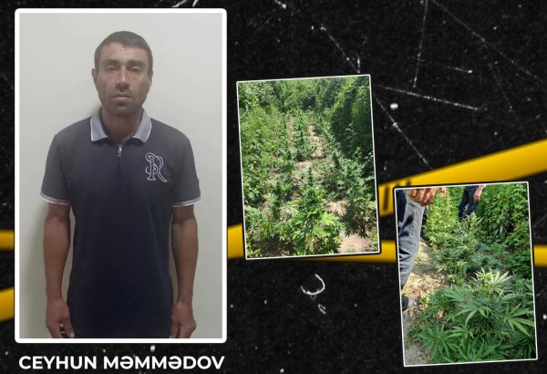 İsmayıllıda həyətində çətənə kolu yetişdirən şəxs tutulub
