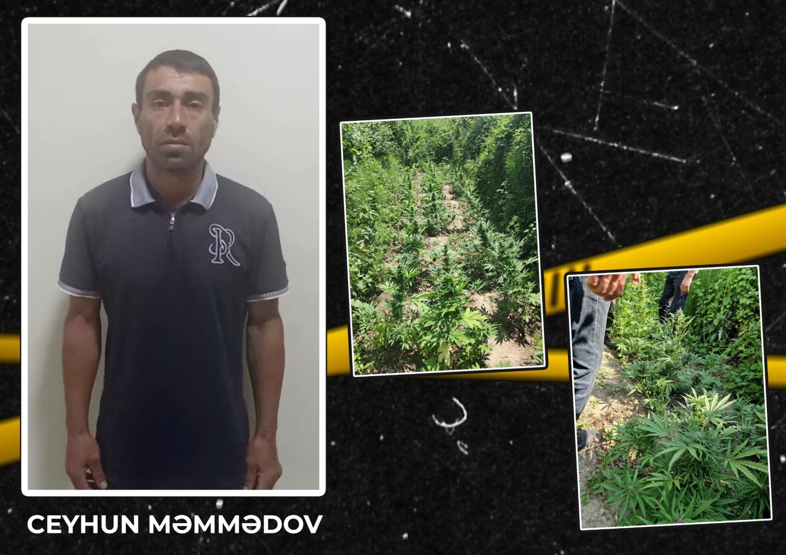 İsmayıllıda həyətində çətənə kolu yetişdirən şəxs tutulub