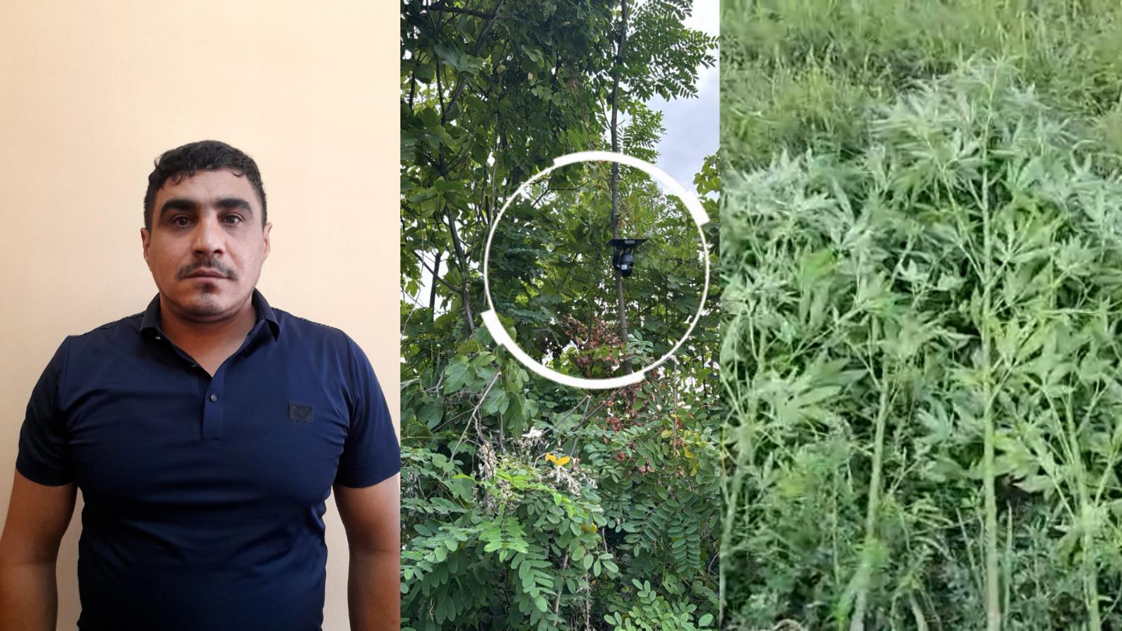 Göyçayda bağ sahəsini narkotik plantasiyasına çevirib videokameralarla izləyən şəxs tutuldu (VİDEO)