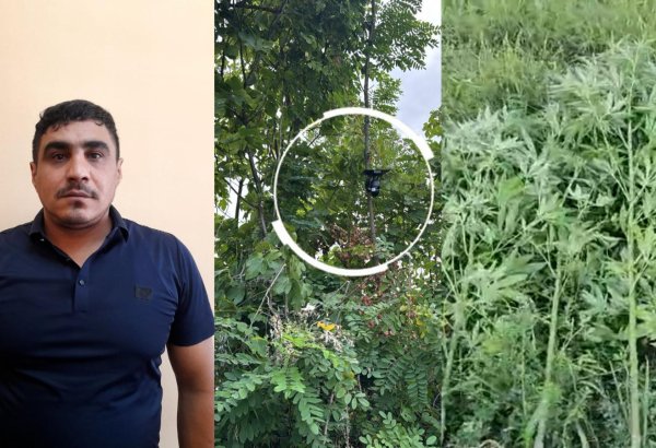 Göyçayda bağ sahəsini narkotik plantasiyasına çevirib videokameralarla izləyən şəxs tutuldu (VİDEO)