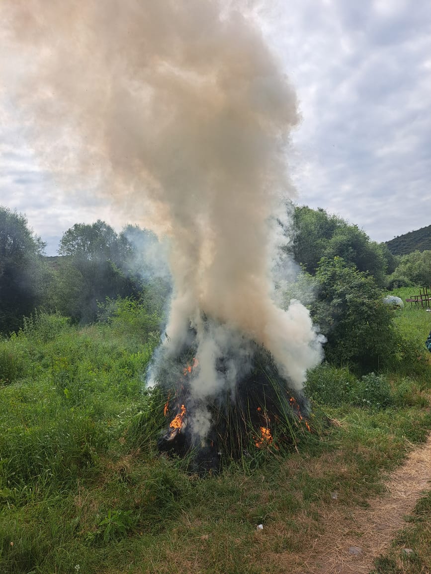 1 ton narkotik bitki məhv edildi -
