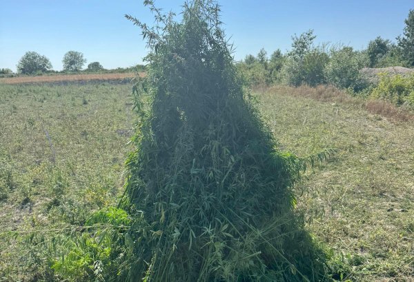 Oğuzda 4,5 ton çətənə kolu məhv edilib