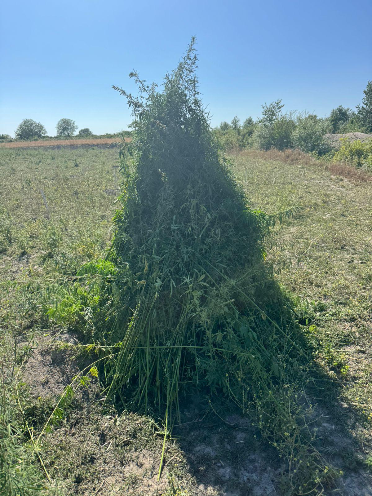 Oğuzda 4,5 ton çətənə kolu məhv edilib