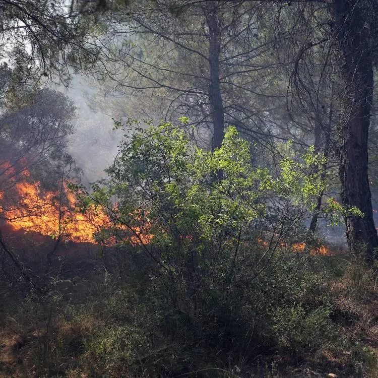 Türkiyədə meşə yanğınları: Çeşmədəki yanğın lokallaşdırılıb (FOTO)