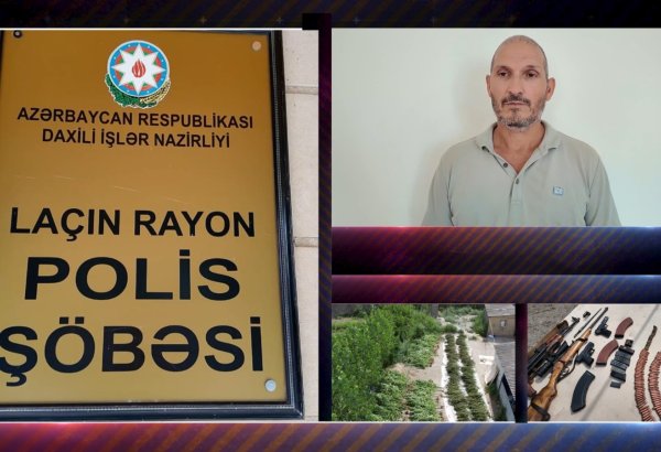 Laçında əməliyyat: 300-ə yaxın çətənə bitkisi və silah-sursat aşkarlandı (VİDEO)