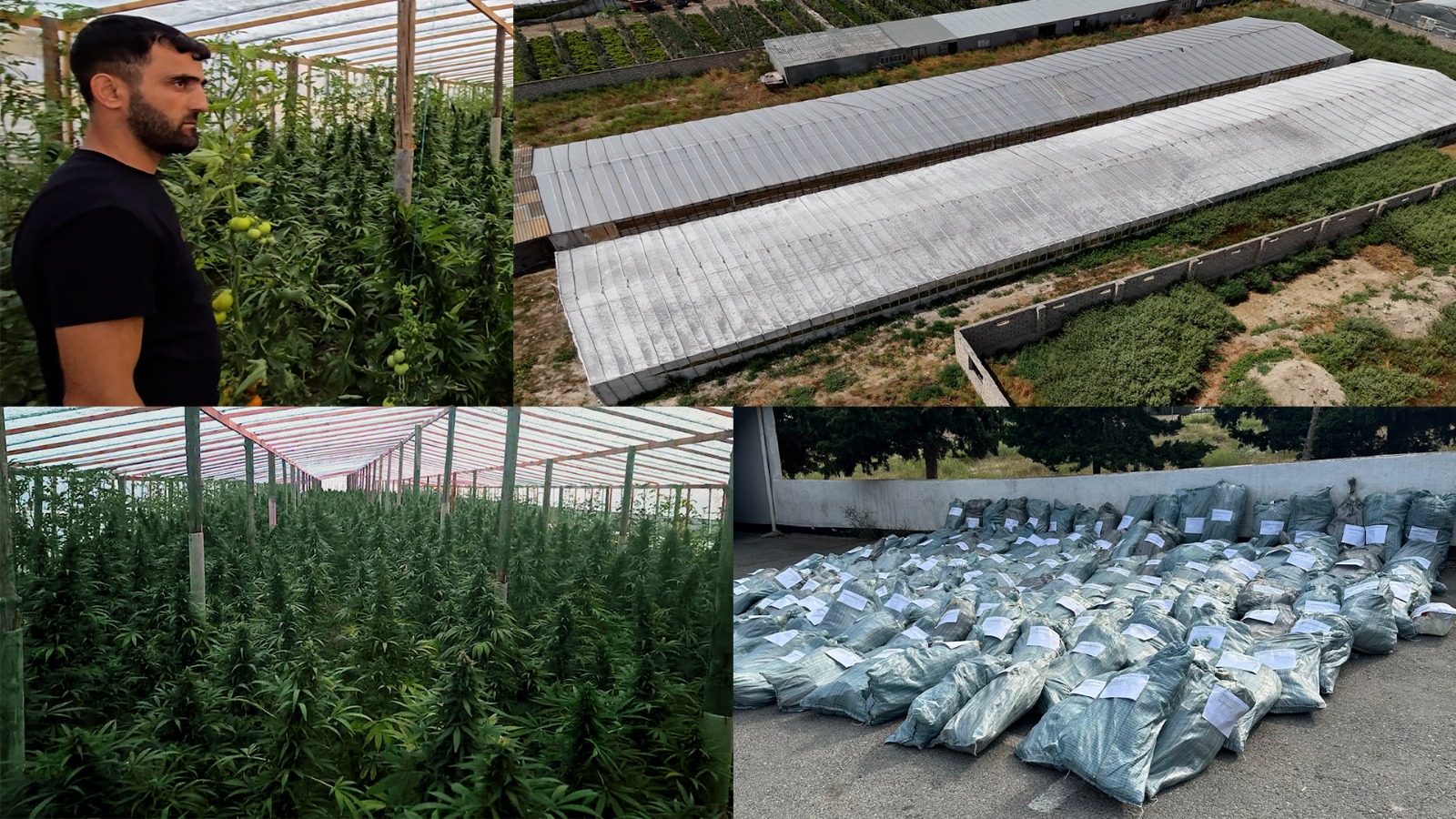 Bakıda 881 kiloqram çətənə kolu yetişdirilən istixana aşkarlanıb